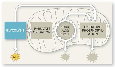 Glycolysis: splitting glucose into pyruvate