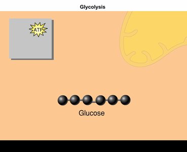 Substrate-level phosphorylation mechanism