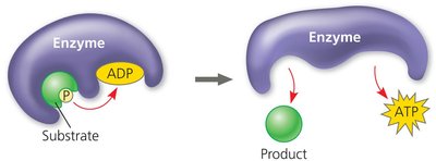 Energy input and output of glycolysis