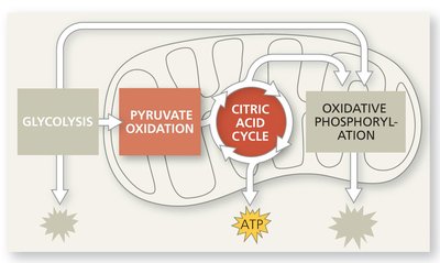 Overview of pyruvate oxidation and the citric acid cycle