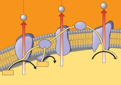 Electron transport chain and proton gradient