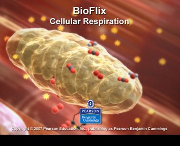Mitochondrion, the site of cellular respiration