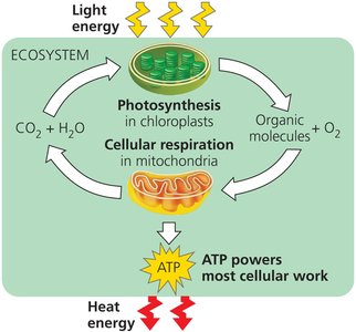 Energy flow and chemical recycling in ecosystems