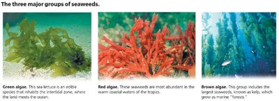 Three major groups of seaweeds: green, red, and brown algae