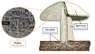 Diagram of mushroom structure showing hyphae and mycelium