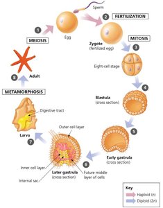 Animal developmental stages including gastrula and larva