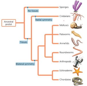 Animal phylogeny tree showing major branching points