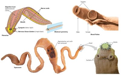 Annelid diversity: Errantia and Sedentaria