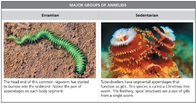 Roundworms and arthropods