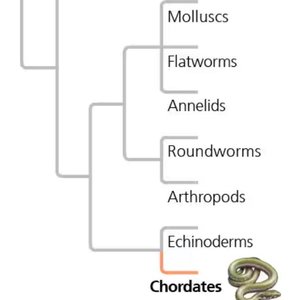 Vertebrate genealogy