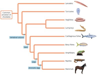 Fish diversity: jawless, cartilaginous, and bony fishes