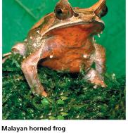 Reptile diversity: amniotic egg