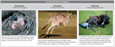 Major groups of mammals: monotremes, marsupials, eutherians
