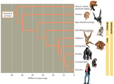 Primate groups: lemurs, tarsiers, monkeys, apes