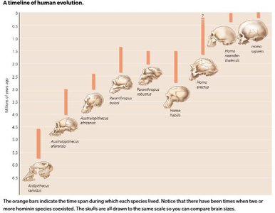 Timeline of human evolution