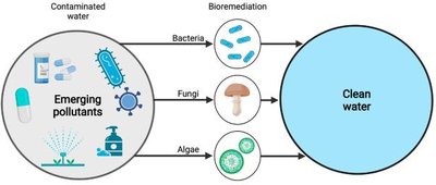 Bioremediation process using bacteria, fungi, and algae