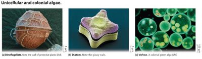 Images of dinoflagellate, diatom, and Volvox (colonial green algae)