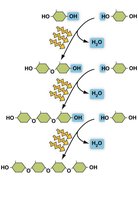 Dehydration synthesis of simple sugars