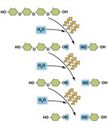 Hydrolysis reaction of simple sugars