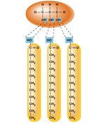 Triglyceride structure: glycerol and three fatty acids