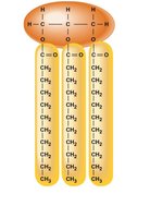Saturated fat: straight fatty acid tails