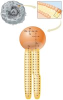 Phospholipid structure and membrane component