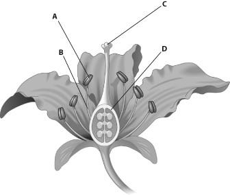 Labeled diagram of a flower showing stigma, style, ovary, and anther