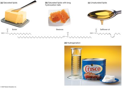 Physical state of lipids: butter, beeswax, safflower oil, hydrogenation