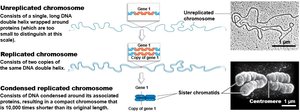 Unreplicated, replicated, and condensed chromosomes