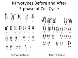 Karyotypes before and after S-phase of cell cycle