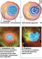 Prophase: Chromosome condensation and spindle formation