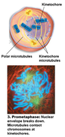 Prometaphase: Microtubules attach to kinetochores