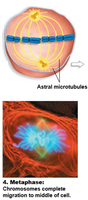 Metaphase: Chromosomes aligned at metaphase plate