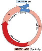The cell cycle diagram showing G1, S, G2, and M phases