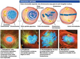 Process of mitosis and cytokinesis