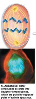 Anaphase: Sister chromatids separate