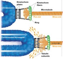 Mechanism of chromosome movement during anaphase