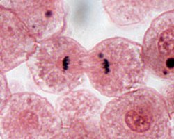 Telophase: Nuclear envelope reforms