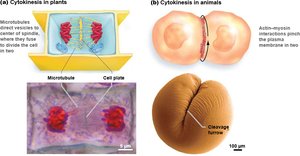 Cytokinesis in plants and animals