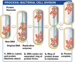 Bacterial cell division by binary fission