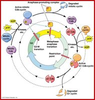 Cell cycle regulation diagram