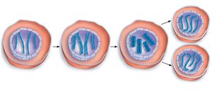 Diagram of cell cycle progression through interphase and mitosis