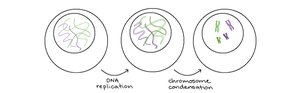 DNA replication and chromosome condensation
