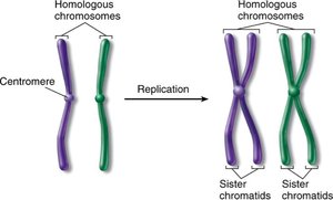 Homologous chromosomes and sister chromatids