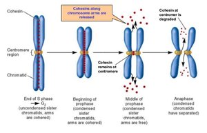 Cohesin proteins and chromosome morphology changes during mitosis