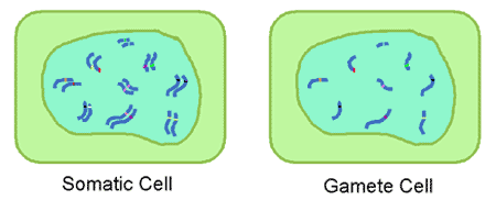 Comparison of somatic and gamete cells