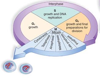 Stages of mitosis and the cell cycle