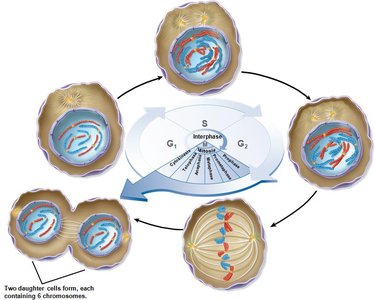 Mitotic spindle structure with microtubules and centrosomes