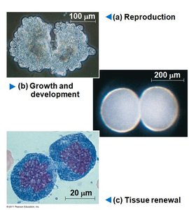 Examples of cell division in reproduction, growth, and tissue renewal