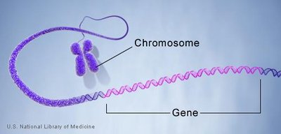 Relationship between chromosome and gene